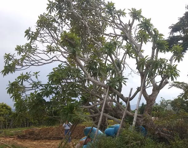 Cây sứ được Trung tâm BTDT Cố đô Huế di dời trồng tại vườn ươm Văn Thánh.