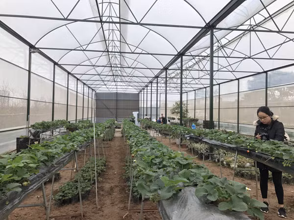 Nhà kính rộng khoảng 1000m vuông hiện đang trồng dâu tây và một số loại cây tiểu cảnh như xương rồng, sen đá. Dâu tây được trồng chia theo từng luống và có hệ thống tưới tự động bên dưới gốc để đảm bảo cây phát triển.
