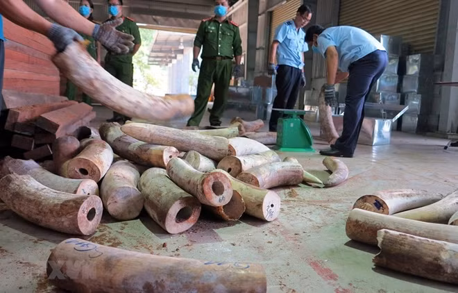 Lực lượng chức năng đang kiểm tra lô hàng, thu giữ nhiều ngà voi được cất giấu trong các hộp gỗ xẻ. (Nguồn: TTXVN phát)