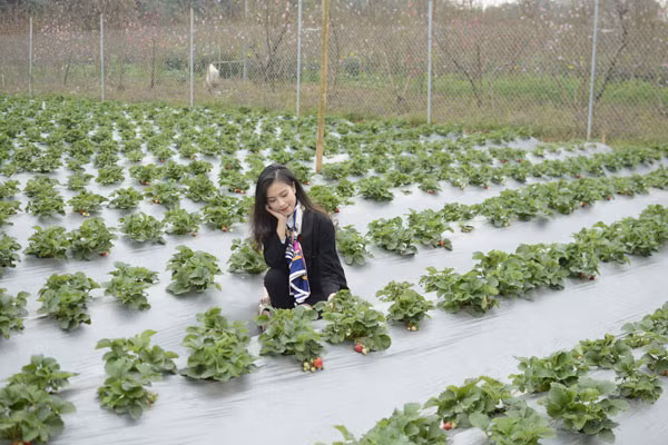 Bạn Linh (Cầu Giấy, HN) chia sẻ: “mình khá bất ngờ khi thấy những trái dâu hàng ngày mua về ăn lại được chăm sóc và bảo quản kĩ như thế. Thực sự đây là một trải nghiệm thú vị và đáng để thử”.