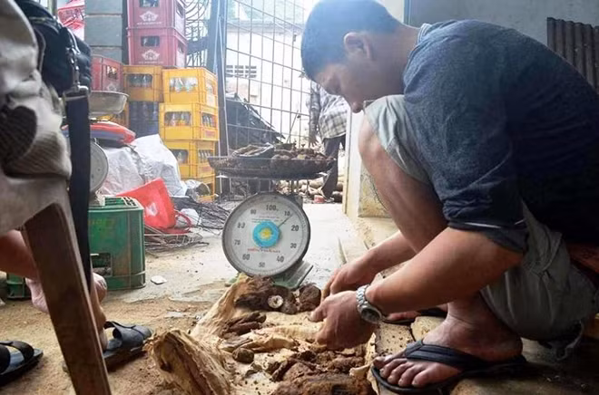 Người mua tiến hành lựa, loại bỏ các vật liệu còn có thể gây nổ.