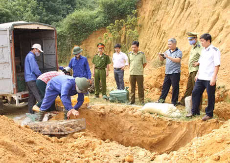 Lực lượng chức năng tỉnh Lào Cai tiêu hủy thực phẩm nhập lậu.