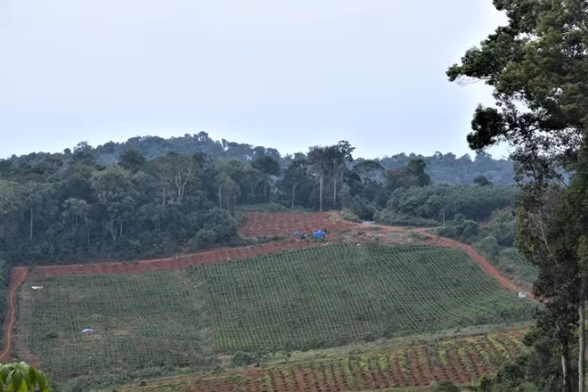 Rừng tự nhiên ở xã Lộc Bảo, huyện Bảo Lâm (Lâm Đồng) bị chuyển đổi mục đích sang sản xuất nông nghiệp.