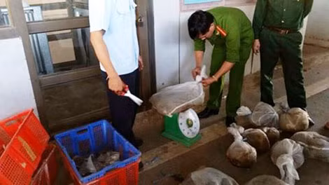 Số động vật hoang dã đang bị tạm giữ để xử lý.