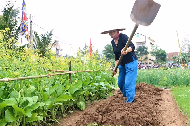 Kết thúc lễ hội, bà con vác cuốc ra đồng vun trồng rau trong năm mới.