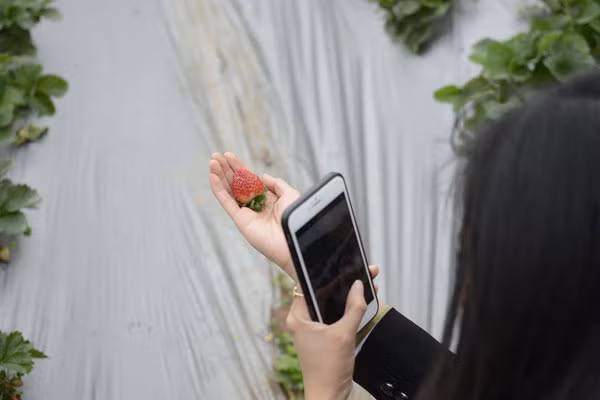 Khách tham quan sẽ có trải nghiệm tự thu hoạch và thưởng thức những trái dâu ngay tại vườn.