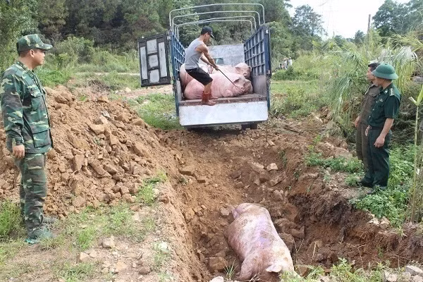 Các cán bộ chức năng tiêu hủy lợn nhập lậu.