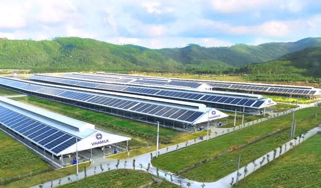 Trang trại Vinamilk Green Farm tại Quảng Ngãi có quy mô đàn bò sữa 4000 con.