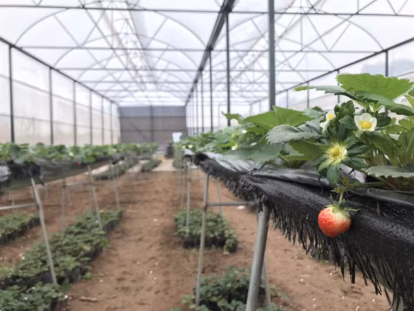 Dâu tây là loại cây thường phát triển tốt trong điều kiện thời tiết mát mẻ và nhiều ánh sáng. Ở nước ta, dâu tây được trồng nhiều trên các cao nguyên như ở Mộc Châu, Đà Lạt…