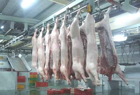 Các điều kiện về địa điểm cơ sở giết mổ gia súc, gia cầm