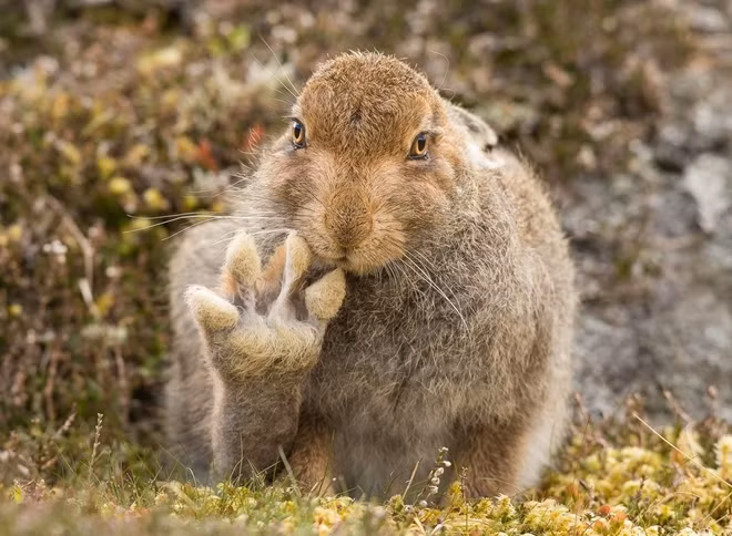 Chú thỏ núi tại Cairngorms, Scotland đang giơ chân như để chào hỏi người đối diện. Nhiếp ảnh gia Andy Howard đã phải bỏ ra 5 tiếng để chộp được khoảnh khắc này.