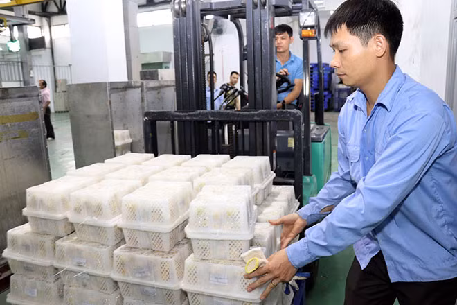 Đưa hộp đựng vải thiều vào các khay trước khi chiếu xạ để xuất khẩu. (Ảnh: Anh Tuấn/TTXVN)