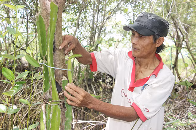 Ông Mai Lam Phương với mô hình trồng thanh long trên gốc cây mắm ở tỉnh Cà Mau.