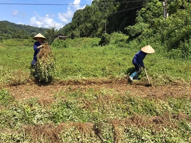 Xuất khẩu cây thạch đen sang Trung Quốc sẽ giúp nâng cao thu nhập cho nông dân.