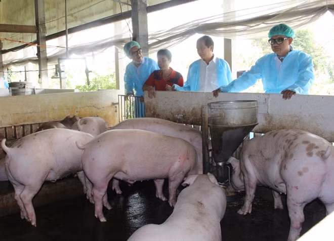 Lực lượng chức năng kiểm tra tại các hộ chăn nuôi.