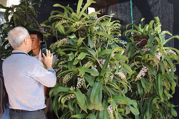 Gốc lan rừng thu hút nhiều du khách tại hội chợ xuân.