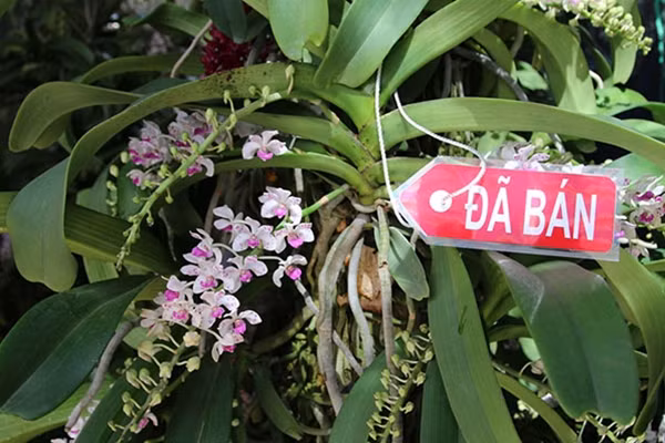 Mặc dù khá đắt đỏ nhưng nhiều gốc lan đã được người mua đặt hàng.