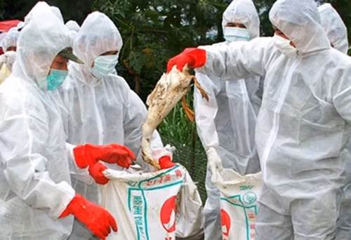 Nguy cơ dịch cúm A (H7N9) vào Việt Nam là rất cao.