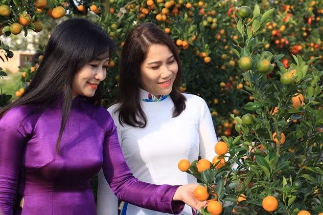 Ngày Hội hứa hẹn sẽ là điểm đến phù hợp nhất để mọi người có thể nhìn ngắm và mang về một chậu cây vốn tượng trưng cho tài lộc và viên mãn trong dịp Tết đến xuân về.