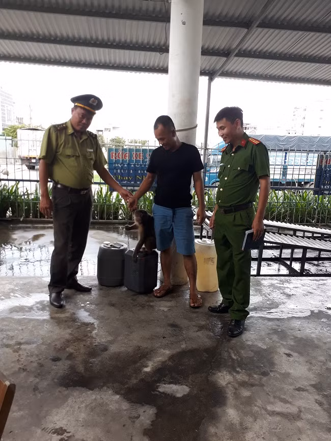 Cảnh sát môi trường phối hợp với kiểm lâm Đà Nẵng giải cứu và thả cặp cá thể linh trưởng về rừng Đặc dụng Bà Nà - Núi Chúa.