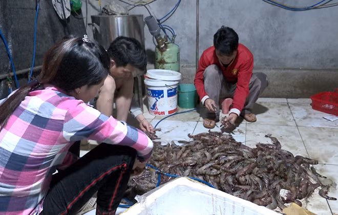 Nhân viên của cơ sở kinh doanh thủy sản đang bơm tạp chất vào tôm