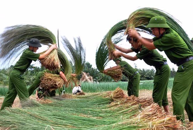 Trung tuần tháng 7 năm 2016, lượng Cảnh sát cơ động Công an tỉnh Trà Vinh tổ chức hành quân dã ngoại giúp dân ở xã Đại Phước, huyện Càng Long, tỉnh Trà Vinh các chiến sỹ giúp dân thu, gom và sắp xếp cây lác vừa thu hoạch theo thứ tự để che lại tránh mưa. (Ảnh Hồ Hoàng Giang - Trà Vĩnh)