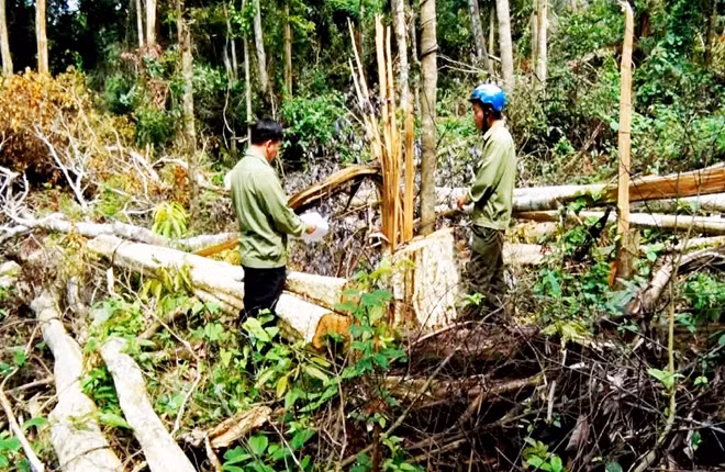Khoảng rừng tại Tiểu khu 1122 do nhóm đối tượng Phong chặt phá.
