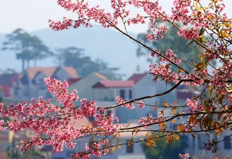 Đà Lạt mùa hoa mai anh đào hấp dẫn du khách.