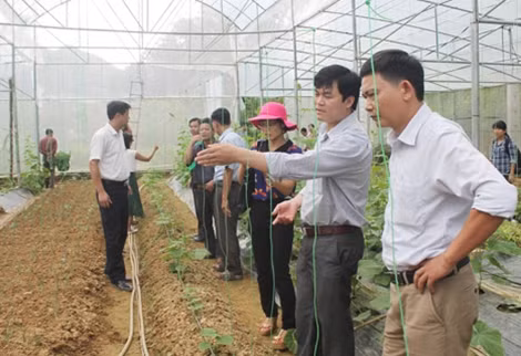Mô hình trồng rau của ông Khương sẽ là triển vọng trong việc nâng cao hiệu quả sản xuất.