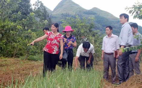 Rau sạch ở Tà Chải sẽ là hướng đi thoát nghèo cho bà con nơi đây.