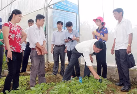 Cán bộ huyện Bắc Hà (Lào Cai) tham quan mô hình sản xuất rau sạch của gia đình ông Vàng Văn Khương.