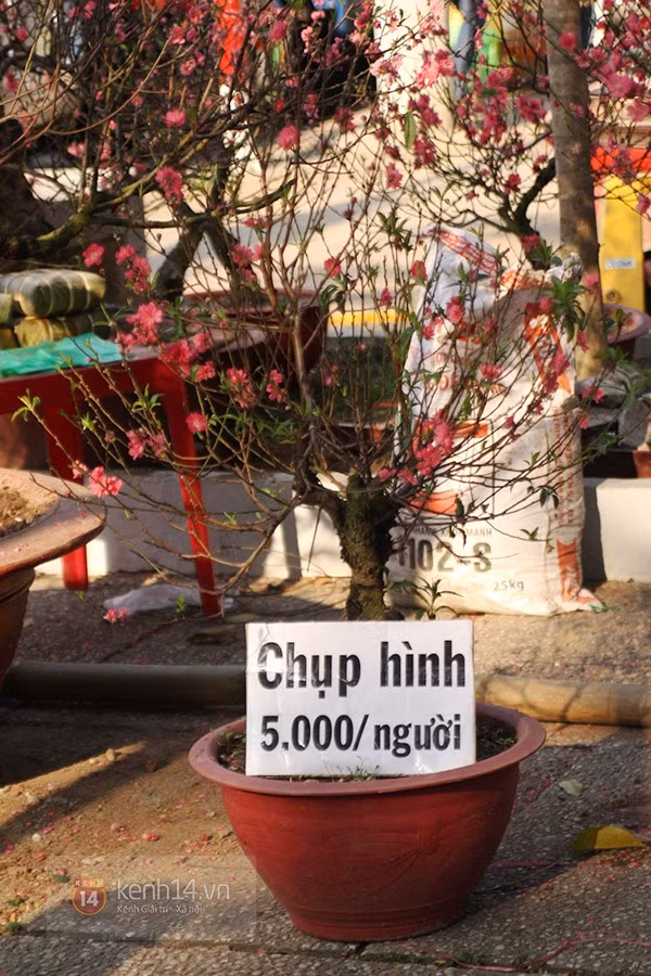 Tuy nhiên, rất nhiều gian hàng ở chợ hoa 23/9 treo bảng thông báo nếu khách muốn chụp hình phải trả 5.000 - 10.000 đồng một người hoặc một tấm hình. Trong khi đó, ở chợ hoa công viên Lê Văn Tám và những chợ hoa khác, khách tham quan được thoải mái chụp hình mà không phải trả tiền.