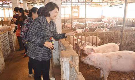 Theo quảng cáo, thịt lợn hữu cơ được chăn nuôi không dùng cám công nghiệp.