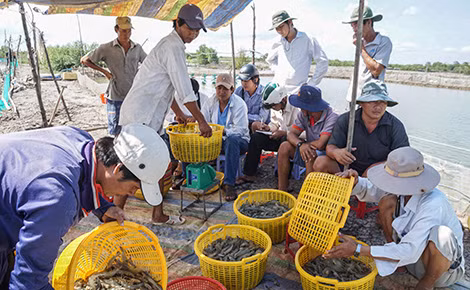 Thu hoạch tôm nuôi tại Cà Mau. Ảnh: Huỳnh Lâm.