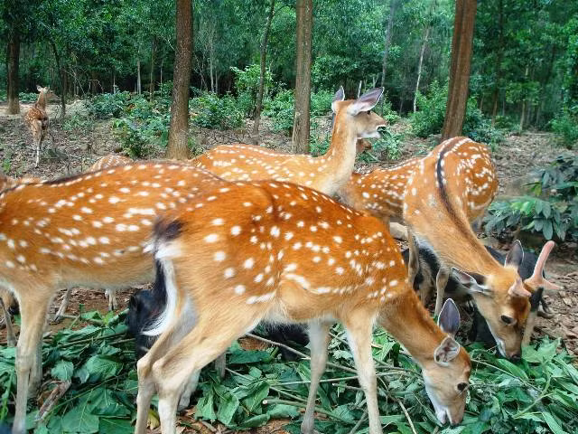 Hươu sao Hương Sơn