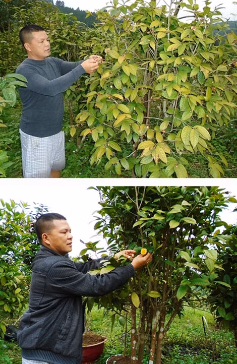 Anh Nịnh Văn Trắng chăm sóc, thu hoạch trà hoa vàng.