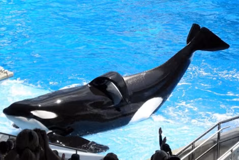 Cá voi Tilikum tại SeaWorld Orlando, năm 2009.