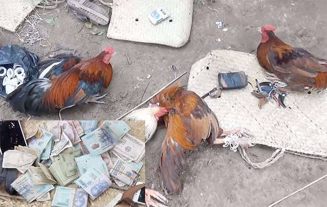 Tang vật tại ổ đá gà.