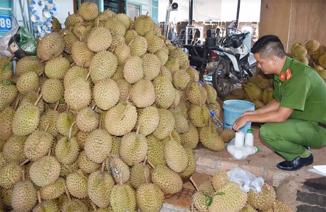 Làm chín sầu riêng bằng... hóa chất. Làm chín sầu riêng bằng... hóa chất.