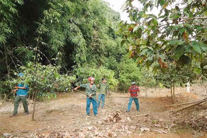 Cộng đồng nhận khoán bảo vệ rừng đặc dụng Vườn quốc gia Bù Gia Mập, xã Bù Gia Mập, tỉnh Bình Phước dọn dẹp đường ranh phòng chống cháy rừng.