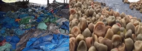 Khu vực hố ủ chanh, quất trước khi được đem ra phơi (ảnh to) và chanh, quất sau khi ủ ở dưới hố được đổ ra tấm bạt phơi.
