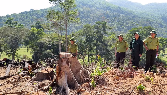 Các cơ quan chức trách kiểm tra hiện trường vụ hủy hoại rừng ở tiểu khu 1, xã An Hưng, huyện An Lão.