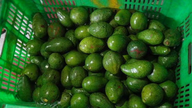Số bơ ngâm hoá chất được phát hiện.