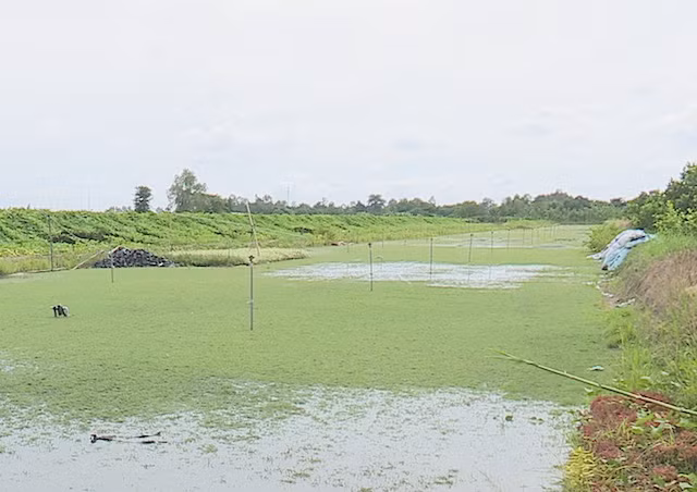 Một số vườn hoa ở Sa Đéc bị ngập do nước lũ kết hợp với triều cường dâng cao.