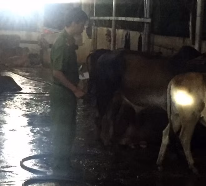 Lực lượng Cảnh sát môi trường kiểm tra tại điểm giết mổ.