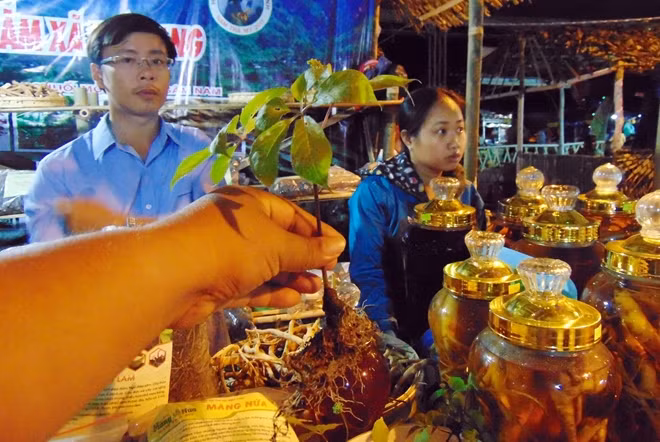 Sâm Ngọc Linh đã được Thủ tướng Chính phủ phê duyệt là sản phẩm Quốc gia.