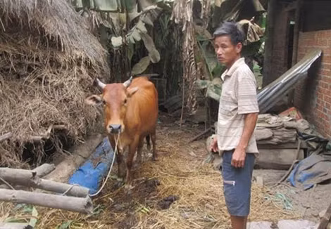 Con bò mẹ sinh ra bê dị dạng.