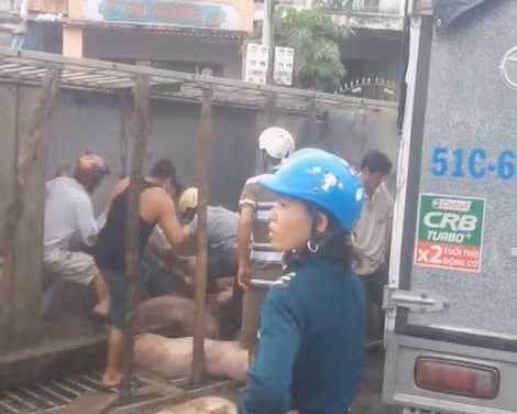 Lợn chết nằm trên đường.