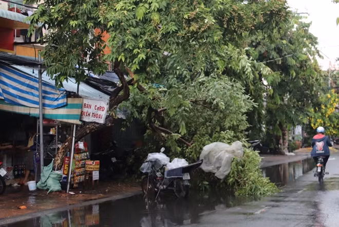 Cây xanh trong nội ô Cần Thơ bị ngã đổ.