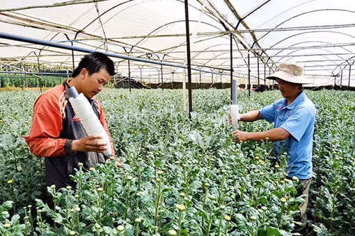 Thị trường hoa Tết chuẩn bị vào mùa